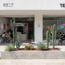 �S�����l��������������Gֲɳ��ֲ������ľ������������cactus