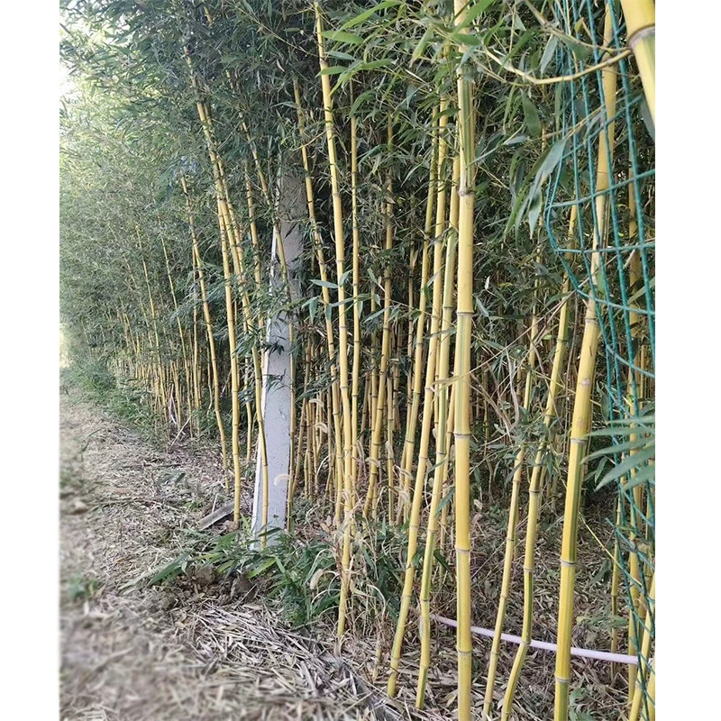 Золотой инкрустированный нефрит бамбук Чэнду Садоводство проект озеленение саженцы двор Ландшафтные растения зеленые растения цветы и деревья