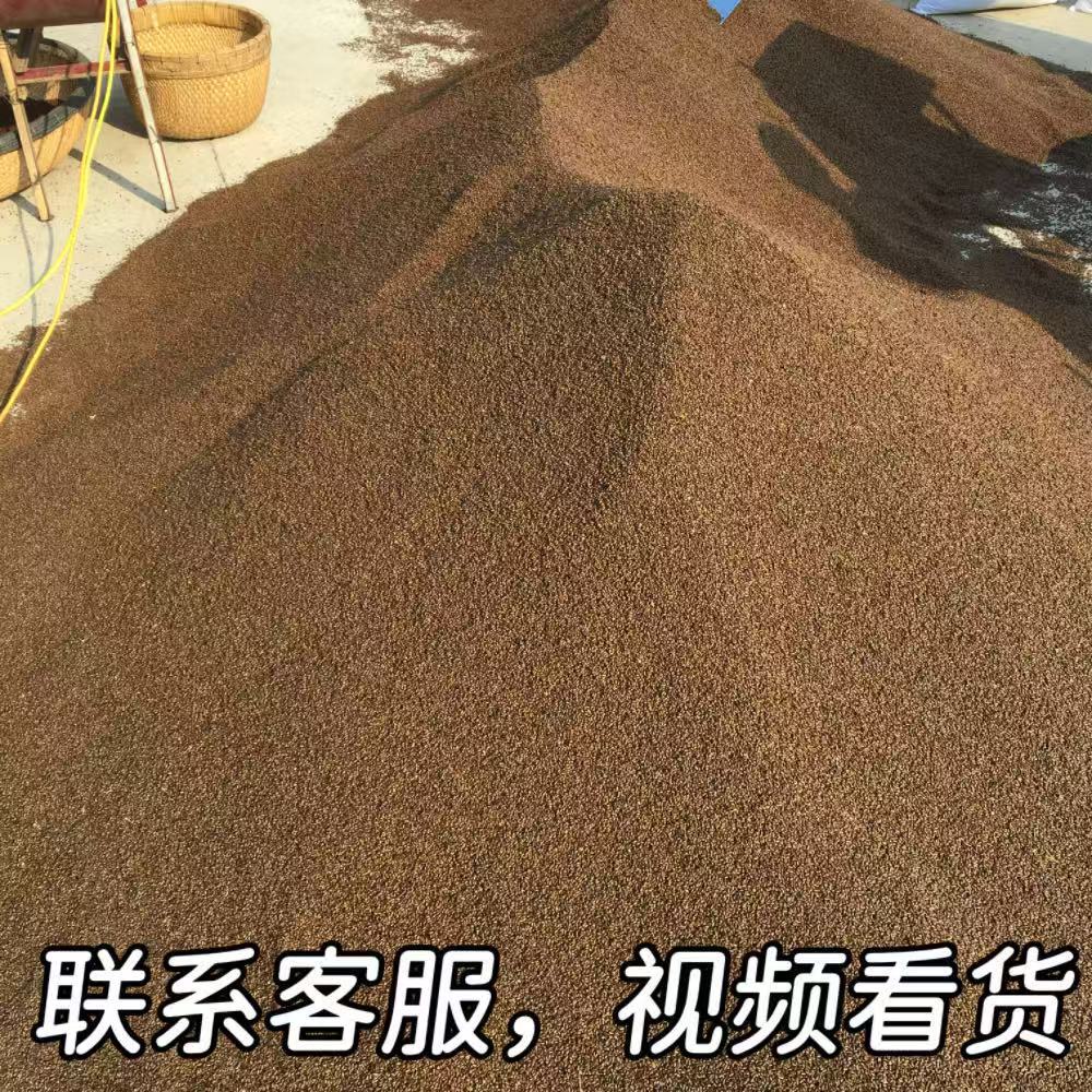 决明子 决明子茶  上枝花茶