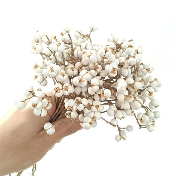 Small ginkgo tallow fruit white bean coix seed dried fruit dried flower nordic fragrance decoration real bouquet DIY material wholesale