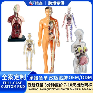 找工厂益智科教定制logo人体解剖模型儿童玩具stem认知器官组装