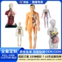 人体儿童定制科教模型