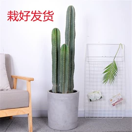 盆栽;月季蔷薇植物;乔木