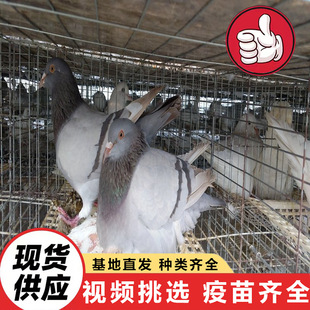 �������Ӗ���þ��^�V��������ƽ����|�����䌦�N��������|�����