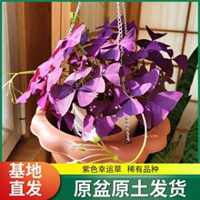 ���{�����Ԏ�������ɫ�m�{���^�~�Ϙ����\���Ϻ������~��ֲ������