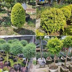 亮晶女贞苗棒棒糖造型川滇蜡树花园庭院绿化彩色观叶长绿球类植物