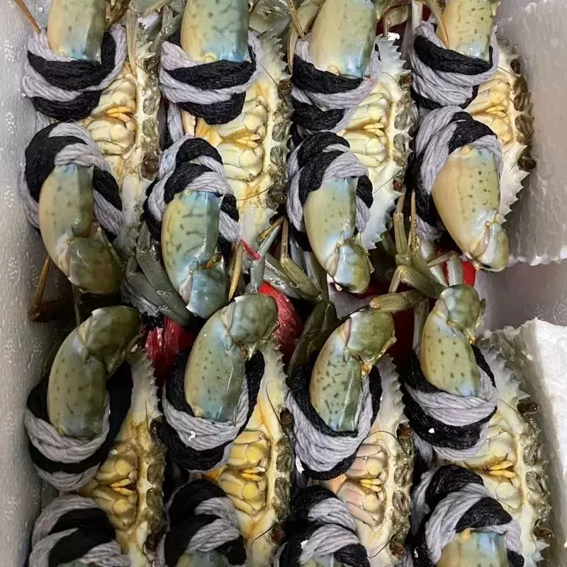 野生红鲟膏蟹  东山岛原产地直供【爱心鱼满舱一件代发直播】