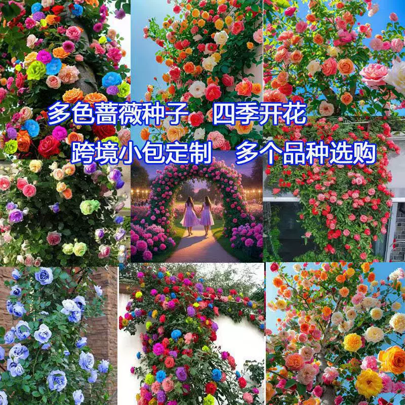 Семена вьющихся роз цветут в любое время года, легко выращивать семена вьющихся растений, семена цветов с двойными лепестками для внутреннего двора и балкона.
