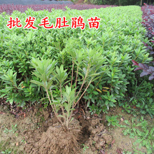 批发毛杜鹃四季常青庭院绿化苗木毛杜鹃工程苗杜鹃花苗毛娟小苗