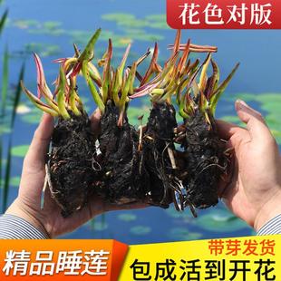 Water Lily Hydroponic Plant with Buds, Four-Season Water Culture Lotus, Water Lotus Potted Flower, Water Pond, Large Water Lily Root Block