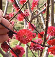 һ�����l����t÷������ԭ���t÷����ͥԺ�������Ԙ䘶�����_����