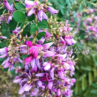 ��֦�ӷN���o�¹�ľ������֦�Ӷ�ɫ��֦�ӻ�����ľ���~��֦�ӷN��