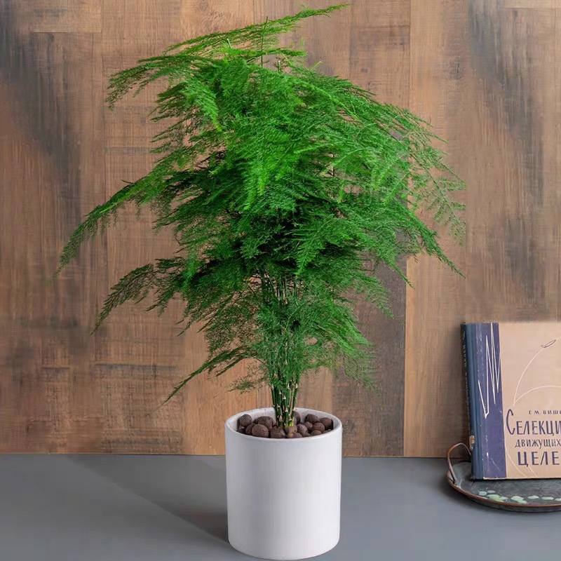 5년근 대형 아스파라거스(무광 세라믹 화분)에 뿌리가루가 들어있습니다.