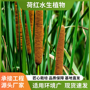 The Base Directly Supplies Calamus, a Hydrophytic Plant, Contracted Planting and Maintenance, Cold-Resistant Evergreen Calamus Project