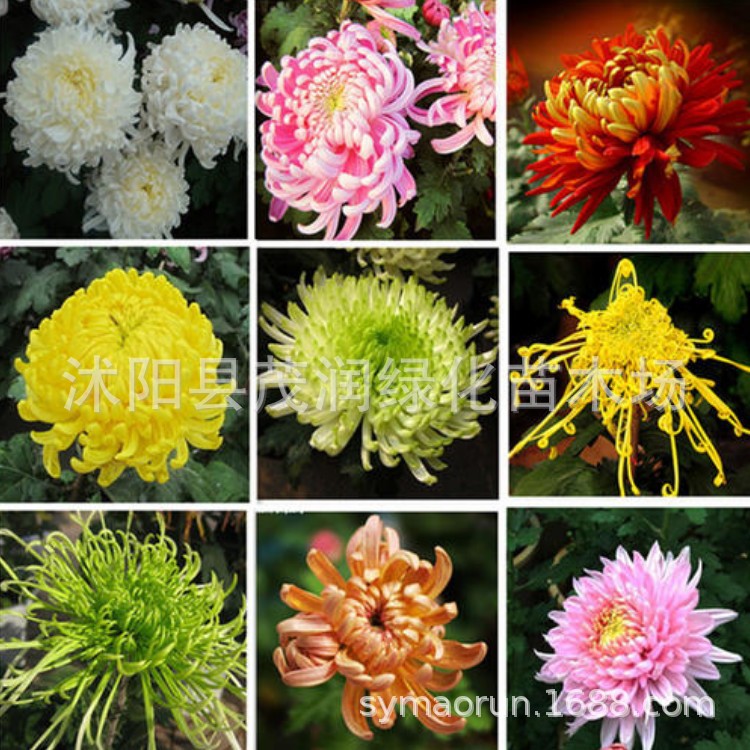 基地庭院摆放盆栽植物 观花花卉盆栽菊花盆栽多种颜色可留言混批