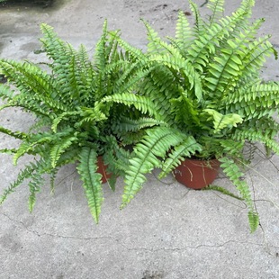 Boston Fern Potted Hanging Mosquito Repellent Green Plant in the Office Is Easy to Maintain and Is Evergreen All Year Round to Purify the Air and Remove Formaldehyde