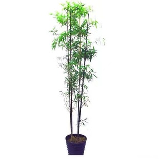 Bamboo Seedlings, Courtyard Evergreen and Cold-Resistant Plants, Ornamental Bamboo Potted Green Bamboo, Purple Bamboo Seedlings, Golden Bamboo, Luohan Bamboo