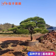 批发造型黑松造型树15至18公分精品庭院树规格齐全湖南基地直销