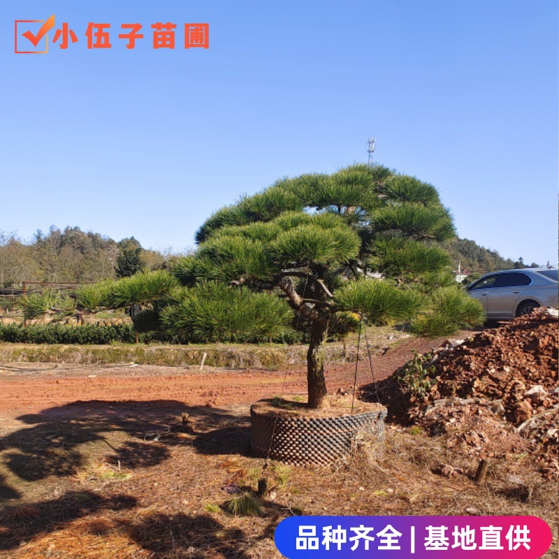 批发造型黑松造型树15至18公分精品庭院树规格齐全湖南基地直销
