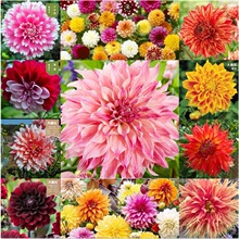 大丽花种球根进口大丽菊地瓜花根块室内外庭院地栽多年生花卉植物