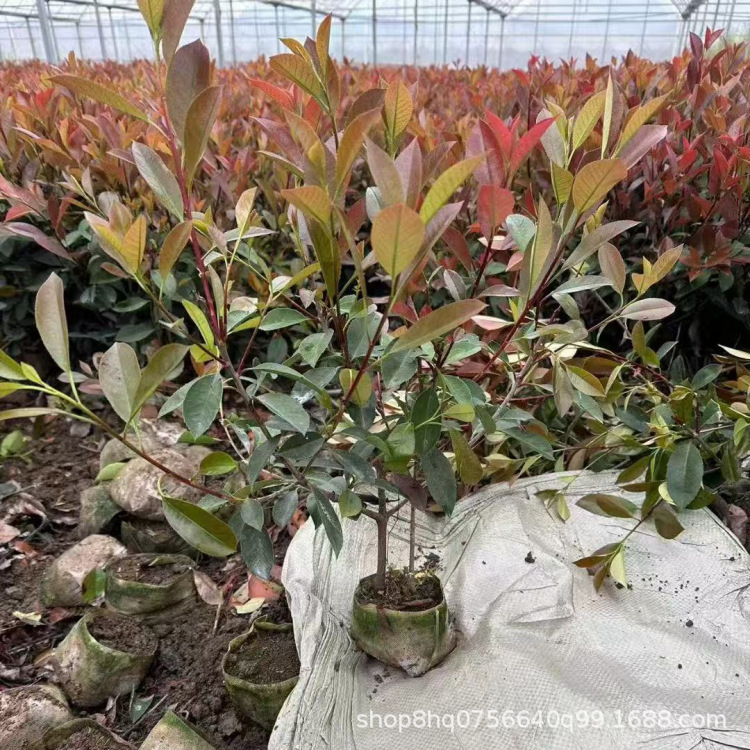 红叶石楠大杯_副本