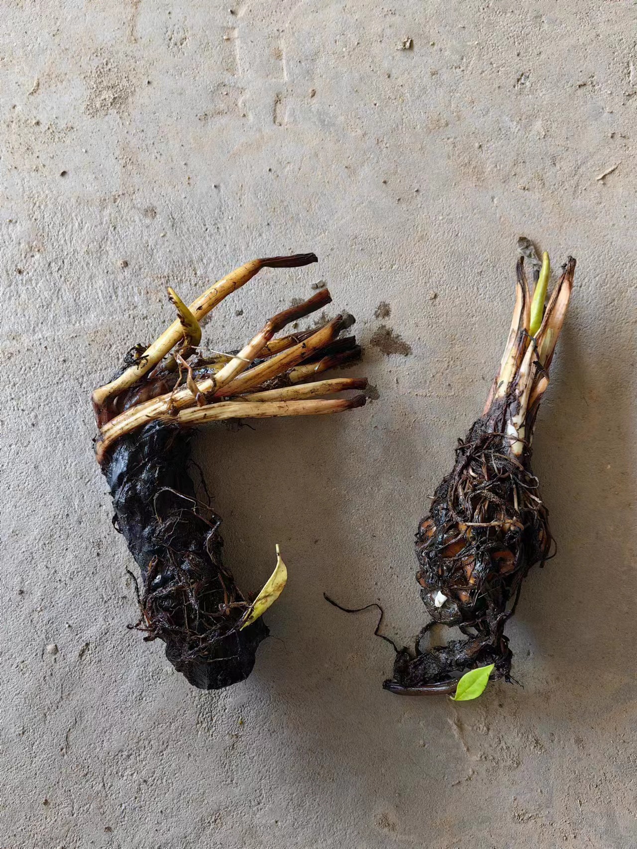 O1CN01PUAIxE1THYLxt4z9d_!!3258162357-0-cib.jpg?__r__=1681091243680