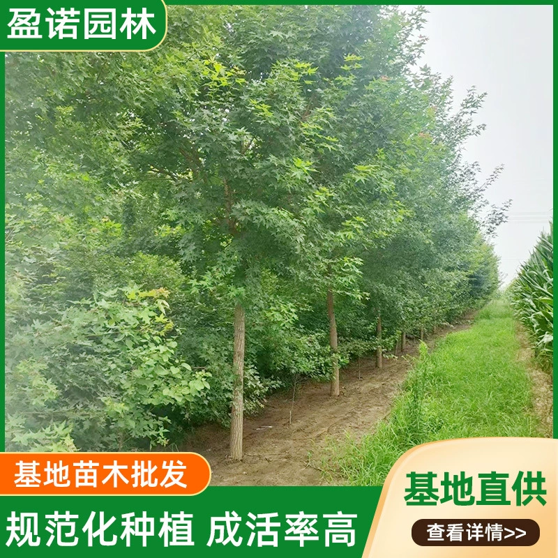 Полная спецификация, большие объемы в наличии, декоративные деревья, однокустовый клен с пятью листьями, однокустовые саженцы, ландшафтный однокустовый клен с пятью листьями.