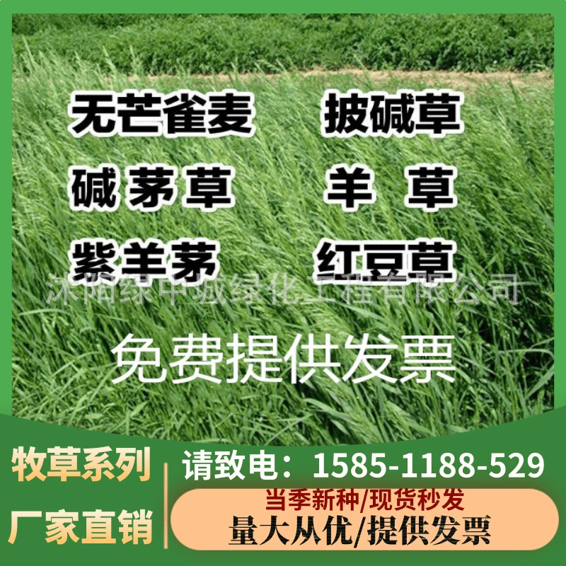 Семена Elymus chinensis Щелочная соломенная трава Festuca Rubra без брома шахты соединение зеленой травы Семена красной фасоли семена травы крупного рогатого скота овец семена травы
