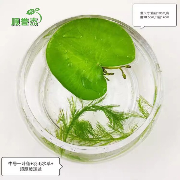 One -leaf lotus no soil aquatic hydroponic plant aquatic aquatic…