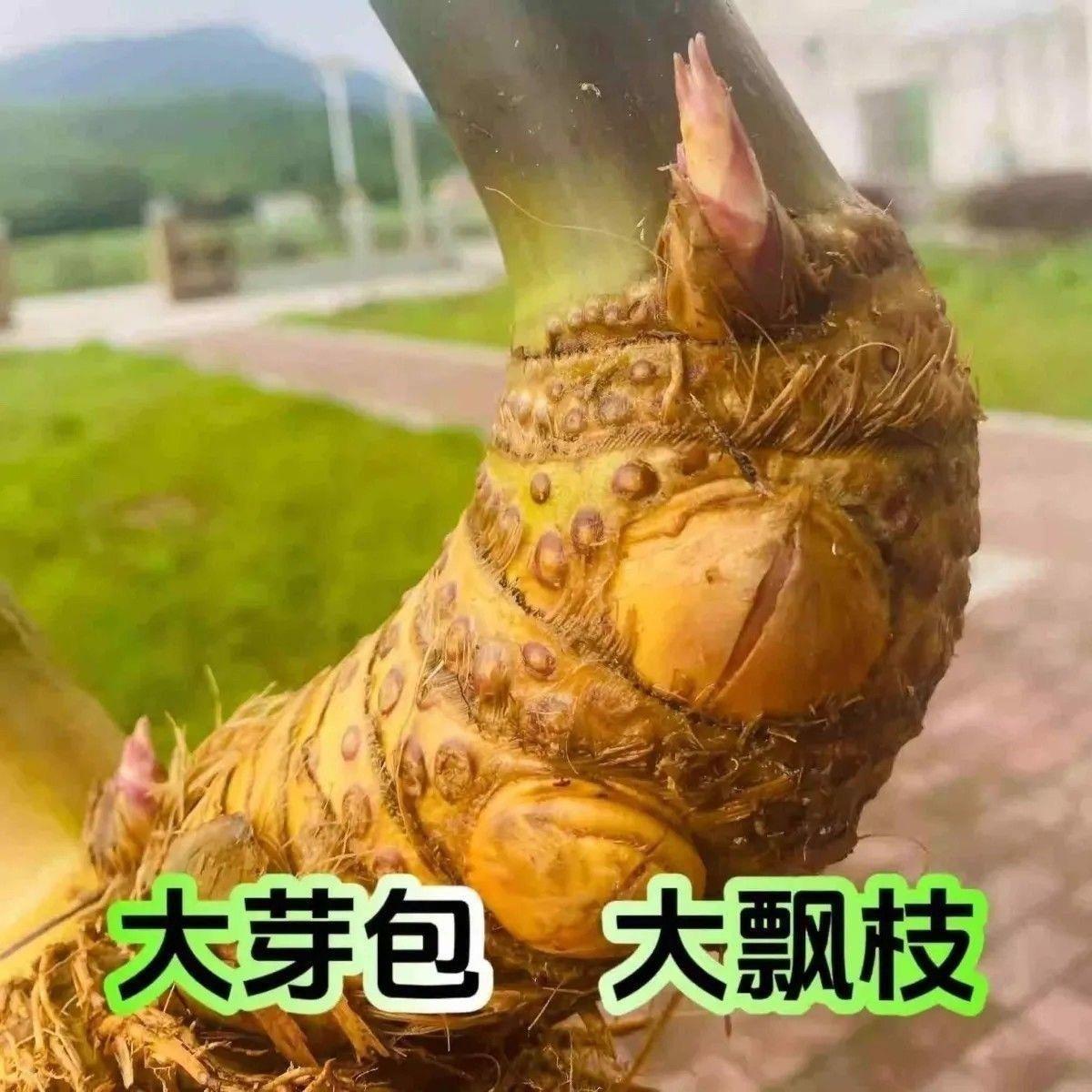 Authentic Guangdong Old-Stock Small-Leaf Bamboo Bonsai, Cold-Resistant Potted Plant for Indoor Living Room, Large Finished Product, Rare
