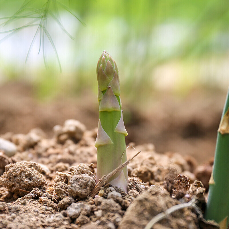 新鲜芦笋龙须笋500g原产地直销现摘芦笋山东蔬菜青笋急速发货包邮