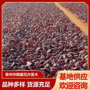 Base Supply of Winter Cold-Resistant Red-Leaf Spinach, Winter Ornamental Red-Leaf Beet, Garden Greening Seedlings