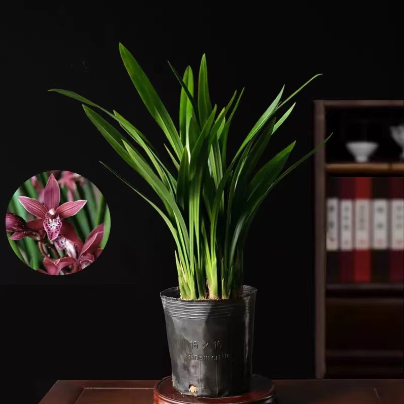 orquídea mariposa con brotes de flores planta en maceta sala de estar orquídea planta de interior flores en todas las estaciones buena para alimentar dendrobium orquídea planta verde image 45