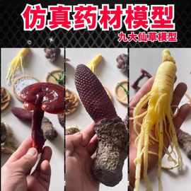 药材模型拍摄道具灵芝中医柜台人参展示标本塑料西洋参桂圆模型