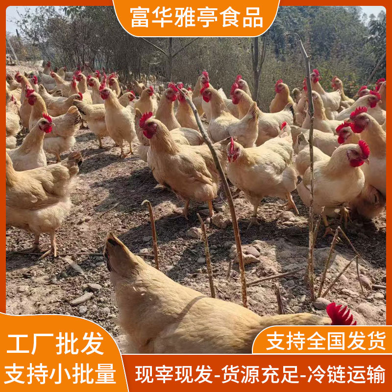 生态养殖新鲜现杀矮脚王鸡冷链运输餐饮超市食品生鲜批量采购优选