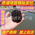 Foreign Pond Mixed Turtle, Ornamental Turtle, North American Small Crocodile, Wholesale and Retail, Risk-Free Live Pet Aquatic Turtle, All-Breed Meat Turtle Foreign Pond Mixed Turtle, Ornamental Turtle, North American Small Crocodile, Wholesale and Retail, Risk-Free Live Pet Aquatic Turtle, All-Breed Meat Turtle