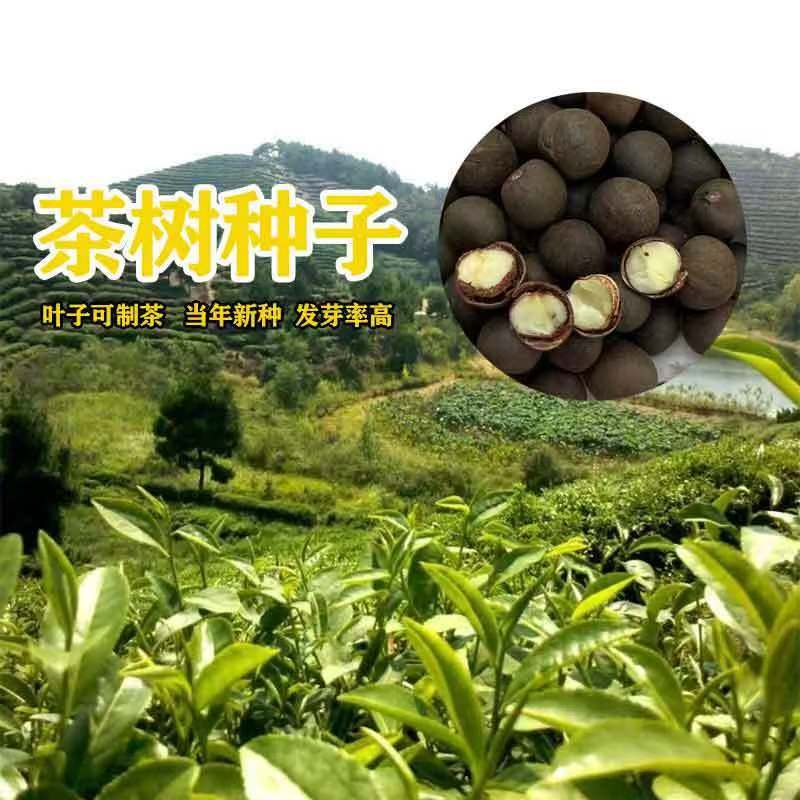 Tea Seeds Green Tea Lapsang Souchong Type Authentic Early Spring Longjing Biluochun White Tea Black Tea Seeds Tea Tree Seeds