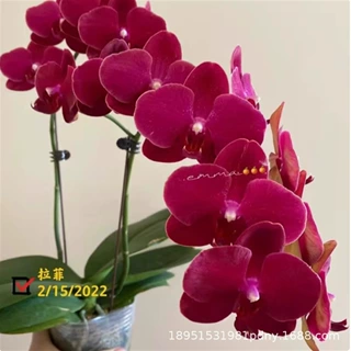 蝴蝶兰兰花苗盆栽兰带花植物室内花卉绿植盆景观花四季开花好代发