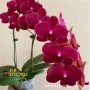 四季开花植物盆栽花卉