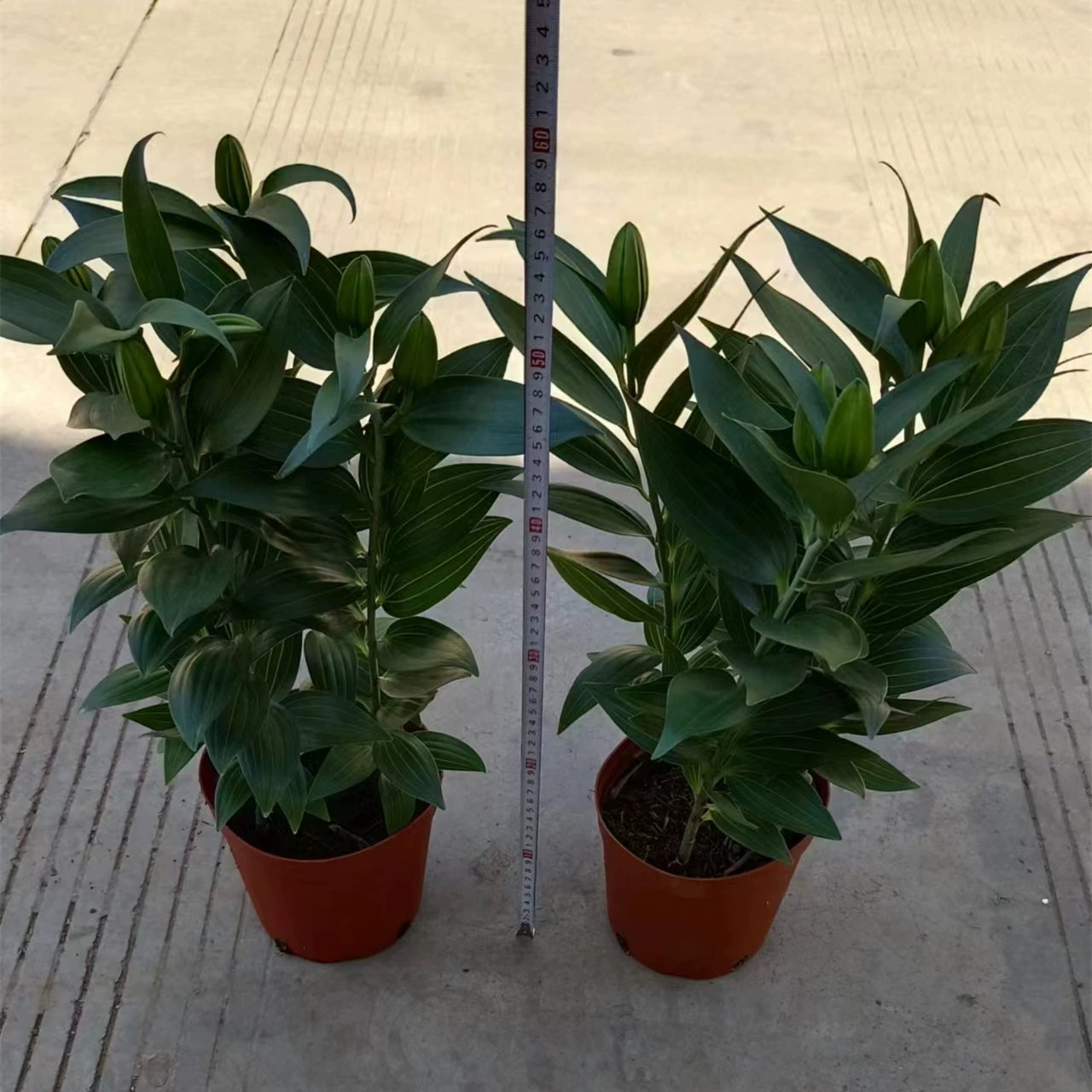 170 # Романтические лилии Горшечные растения с бутонами Цветочные декоративные растения Домашние хорошие зеленые растения Горшечные растения Оригинальный горшок Почвенные волосы