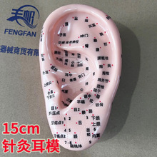 丰帆15厘米针灸耳模型耳穴位模具耳部针灸按摩耳反射区刻字15cm