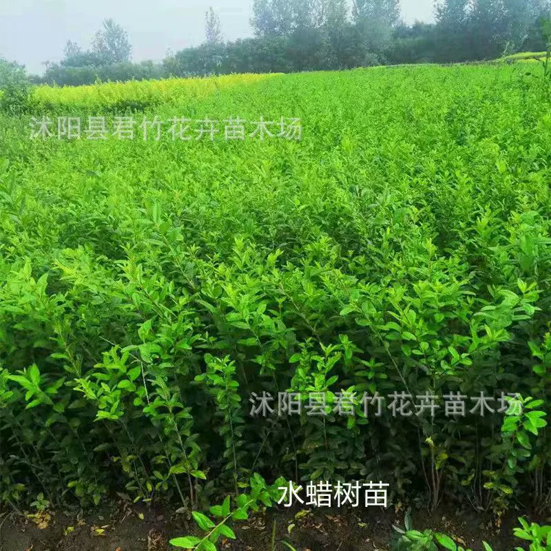 База поставляет большое количество водных восковых саженцев, зеленый листовой водный воск, проект по водному воску с сусальным золотом, саженцы цветных блоков с зеленой защитой со скидкой на большое количество