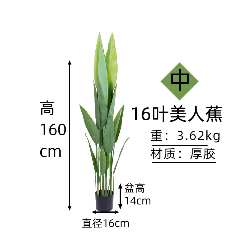 美人蕉16叶高160cm.jpg