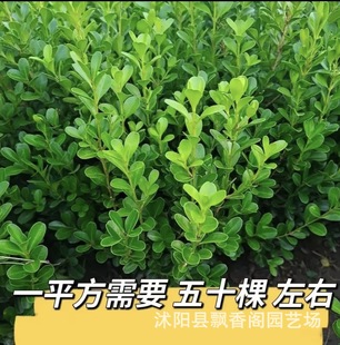 һ�����lС�^�e���h�ʠ�ֲ�ﱱ�����S���綬�������ļ������ͺ�ͥ