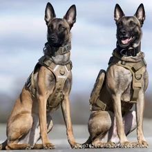 批发纯种比利时牧羊犬马犬护卫犬工作犬活体军警犬搜救犬宠物幼犬