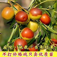 批发枣树活苗沾化冬枣葫芦树苗南方北方种植庭院地栽果树果苗当年