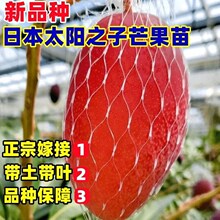 新品种圣德龙芒新品种太阳之子芒果树苗宫崎芒果四季种植带土带叶