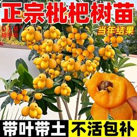 盆栽;园林果树;乔木