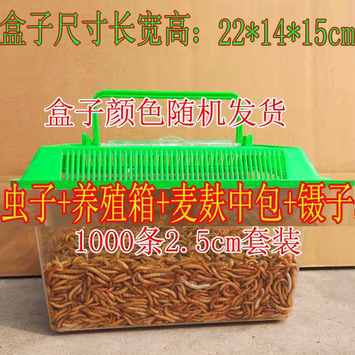 1000条虫子2.5厘米+养殖盒套装