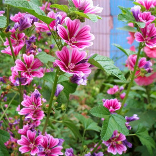 �\�����N���ļ��̨ͥԺ�ͺ�����Խ���G�����X�ϻ������ӷNֲ����